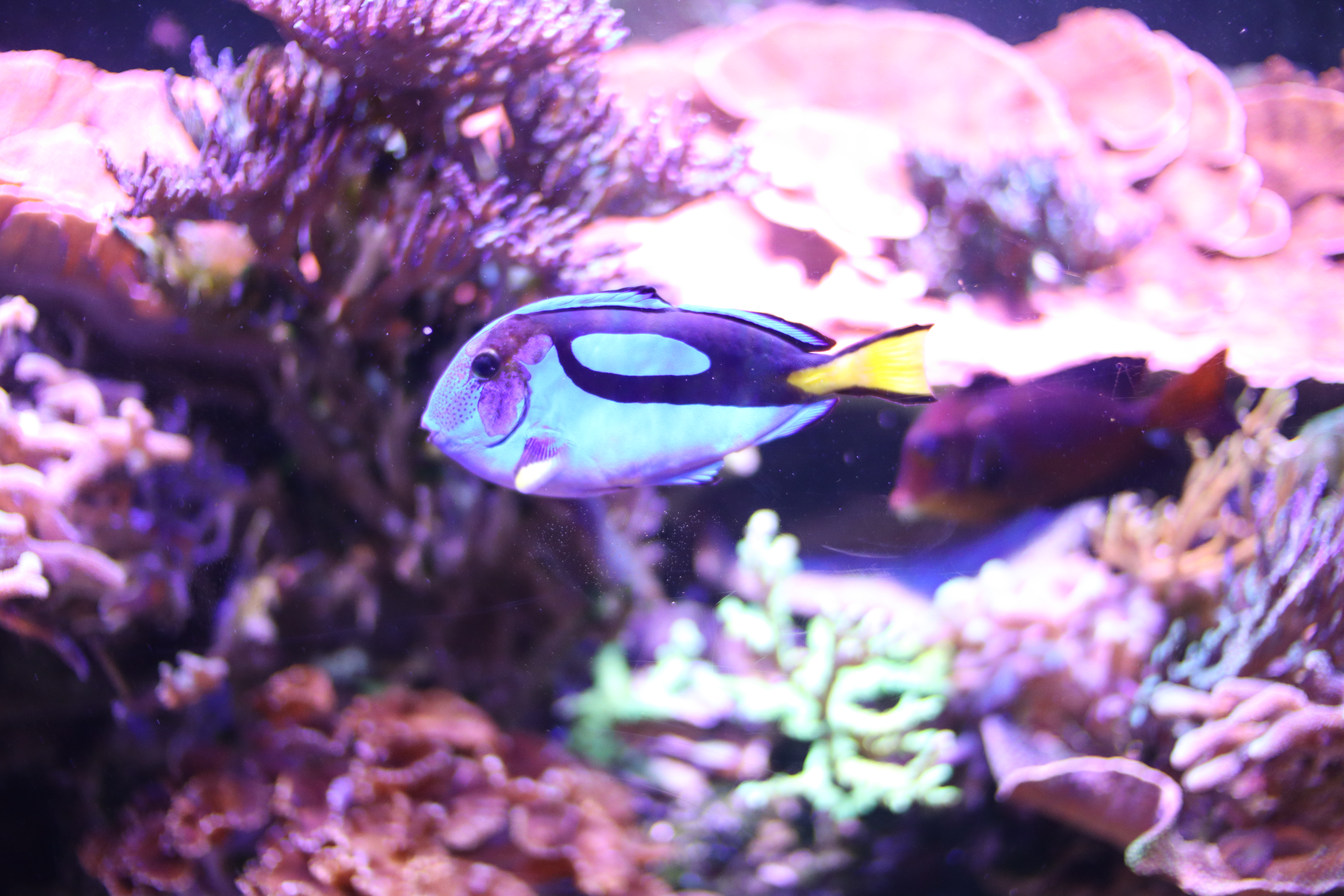 Lakefront RV Camping, Lakewood Ranch, & Mote Aquarium RoseRelish